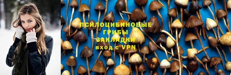 купить  цена  Новозыбков  Псилоцибиновые грибы MAGIC MUSHROOMS 